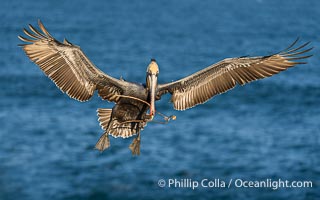 California brown pelican carrying nesting material as it flies over the ocean with its wings spread wide, Pelecanus occidentalis, Pelecanus occidentalis californicus, La Jolla
