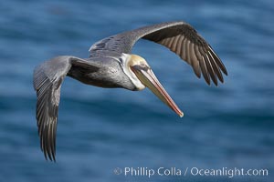 California brown pelican in flight, soaring over the ocean with its huge wings outstretched.  The wingspan of the brown pelican can be over 7 feet wide. The California race of the brown pelican holds endangered species status.