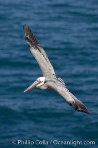 California brown pelican in flight, soaring over the ocean with its huge wings outstretched.  The wingspan of the brown pelican can be over 7 feet wide. The California race of the brown pelican holds endangered species status, Pelecanus occidentalis, Pelecanus occidentalis californicus, La Jolla