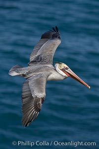 California brown pelican in flight, soaring over the ocean with its huge wings outstretched.  The wingspan of the brown pelican can be over 7 feet wide. The California race of the brown pelican holds endangered species status, Pelecanus occidentalis, Pelecanus occidentalis californicus, La Jolla