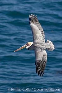 Brown pelican in flight.  The wingspan of the brown pelican is over 7 feet wide. The California race of the brown pelican holds endangered species status.  In winter months, breeding adults assume a dramatic plumage, Pelecanus occidentalis, Pelecanus occidentalis californicus, La Jolla