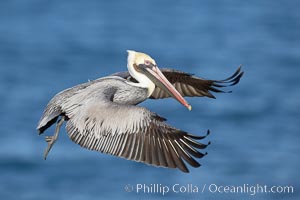 Brown pelican in flight.  The wingspan of the brown pelican is over 7 feet wide. The California race of the brown pelican holds endangered species status.  In winter months, breeding adults assume a dramatic plumage, Pelecanus occidentalis, Pelecanus occidentalis californicus, La Jolla