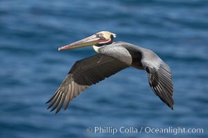 California brown pelican in flight, soaring over the ocean with its huge wings outstretched.  The wingspan of the brown pelican can be over 7 feet wide. The California race of the brown pelican holds endangered species status, Pelecanus occidentalis, Pelecanus occidentalis californicus, La Jolla