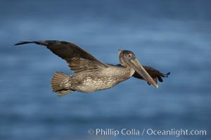 Juvenile California brown pelican in flight.  Note its drab brown colors, it is not mature enough to assume the more colorful plumage of adults.  The wingspan of the brown pelican is over 7 feet wide. The California race of the brown pelican holds endangered species status, Pelecanus occidentalis, Pelecanus occidentalis californicus, La Jolla