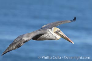 California brown pelican in flight, soaring over the ocean with its huge wings outstretched.  The wingspan of the brown pelican can be over 7 feet wide. The California race of the brown pelican holds endangered species status, Pelecanus occidentalis, Pelecanus occidentalis californicus, La Jolla