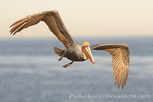 Pelican in golden morning light, flying in to land on sea cliffs after foraging on the ocean.