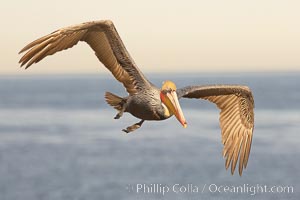 Brown pelican in flight.  The wingspan of the brown pelican is over 7 feet wide. The California race of the brown pelican holds endangered species status.  In winter months, breeding adults assume a dramatic plumage, Pelecanus occidentalis, Pelecanus occidentalis californicus, La Jolla