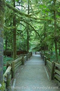 Footpath in Cathedral Grove.  Cathedral Grove is home to huge, ancient, old-growth Douglas fir trees.  About 300 years ago a fire killed most of the trees in this grove, but a small number of trees survived and were the originators of what is now Cathedral Grove.  Western redcedar trees grow in adundance in the understory below the taller Douglas fir trees, MacMillan Provincial Park, Vancouver Island, British Columbia, Canada