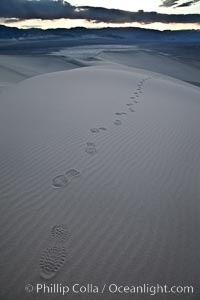 Footprints in the sand, Eureka Dunes.  The Eureka Valley Sand Dunes are California's tallest sand dunes, and one of the tallest in the United States.  Rising 680' above the floor of the Eureka Valley, the Eureka sand dunes are home to several endangered species, as well as "singing sand" that makes strange sounds when it shifts.  Located in the remote northern portion of Death Valley National Park, the Eureka Dunes see very few visitors