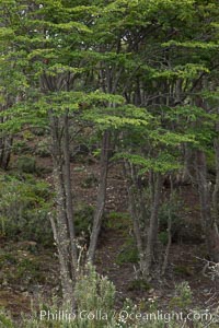 Forest, Tierra del Fuego National Park, Argentina, Ushuaia