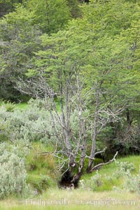 Forest, Tierra del Fuego National Park, Argentina. Ushuaia, natural history stock photograph, photo id 23611