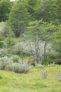 Forest, Tierra del Fuego National Park, Argentina, Ushuaia