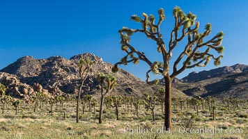 Forest of Joshua Trees