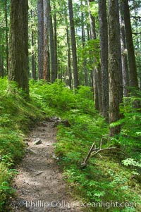 A hiking path leads through old growth forest of douglas firs and hemlocks, with forest floor carpeted in ferns and mosses.  Sol Duc Springs, Olympic National Park, Washington