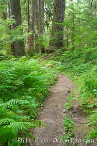 A hiking path leads through old growth forest of douglas firs and hemlocks, with forest floor carpeted in ferns and mosses.  Sol Duc Springs, Olympic National Park, Washington