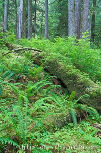 A fallen tree serves as a nurse log for new growth in an old growth forest of douglas firs and hemlocks, with forest floor carpeted in ferns and mosses.  Sol Duc Springs, Olympic National Park, Washington