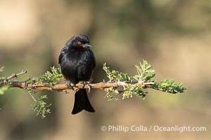 Fork-Tailed Drongo, Dicrurus adsimilis, Kenya, Dicrurus adsimilis, Mara North Conservancy