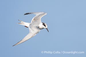 Forster's Tern in Flight, Sterna forsteri, Bolsa Chica Ecological Reserve, Sterna forsteri, Bolsa Chica State Ecological Reserve, Huntington Beach, California