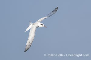 Forster's Tern in Flight, Sterna forsteri, Bolsa Chica Ecological Reserve, Sterna forsteri, Bolsa Chica State Ecological Reserve, Huntington Beach, California