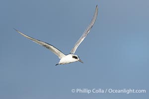 Forster's Tern in Flight, Sterna forsteri, Sterna forsteri, Bolsa Chica State Ecological Reserve, Huntington Beach, California