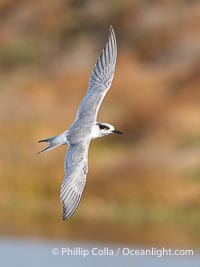 Forster's Tern in Flight, Sterna forsteri, Bolsa Chica Ecological Reserve, Sterna forsteri, Bolsa Chica State Ecological Reserve, Huntington Beach