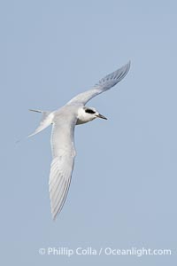 Forster's Tern in Flight, Sterna forsteri, Bolsa Chica Ecological Reserve, Sterna forsteri, Bolsa Chica State Ecological Reserve, Huntington Beach