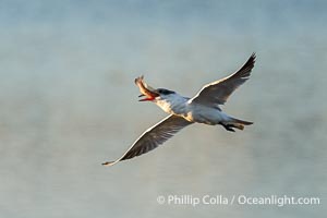 Forster's Tern in Flight with Prey, Sterna forsteri, Sterna forsteri, Bolsa Chica State Ecological Reserve, Huntington Beach, California