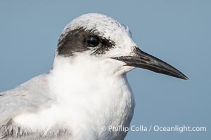 Forster's Tern Head and Beak Detail, Sterna forsteri, Bolsa Chica Ecological Reserve, Sterna forsteri, Bolsa Chica State Ecological Reserve, Huntington Beach