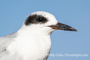 Forster's Tern Head and Beak Detail, Sterna forsteri, Bolsa Chica Ecological Reserve, Sterna forsteri, Bolsa Chica State Ecological Reserve, Huntington Beach