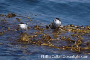Forsters terns rest on a drift kelp paddy.  Drifting patches or pieces of kelp provide valuable rest places for birds, especially those that are unable to land and take off from the ocean surface.  Open ocean near San Diego, Macrocystis pyrifera, Sterna forsteri