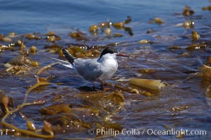 Forsters terns rest on a drift kelp paddy.  Drifting patches or pieces of kelp provide valuable rest places for birds, especially those that are unable to land and take off from the ocean surface.  Open ocean near San Diego, Macrocystis pyrifera, Sterna forsteri