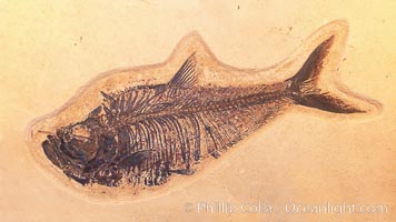 Fossil fish, collected in Green River Formation, Fossil Lake, Kemmerer, Wyoming, dated to the Eocene Era.  Order: Ellimmichyiformes: Family; Ellimmichthyidae; Diplomystus dentatus, Diplomystus dentatus