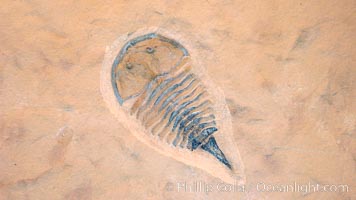 Trilobitomorph fossil, aglaspic, collected at Weeks Formation, Millard County, Utah. Phylum: Arthropoda; Class: Merostomata; Order: Aglaspida. Date to the Upper Middle Cambrian, Cenomanian Stage