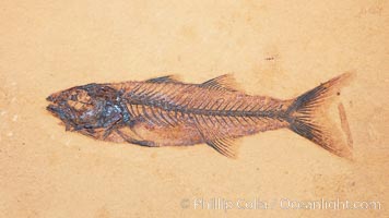 Fossil fish, collected at the Green River Formation, Kemmerer, Wyoming, dated to the Eocene Era.  Mioplosus are part of the perch family, predatory fishes, Mioplosus