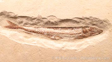 Fossil fish, Prinolepis cataphractus, from the early Cretaceous, collected in Hajula, Lebanon, Prinolepis cataphractus