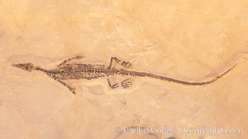 Freshwater lizard fossil, collected in Ceara, Brazil, dated 130 million years old