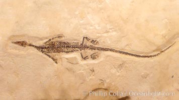 Freshwater lizard fossil, collected in Ceara, Brazil, dated 130 million years old