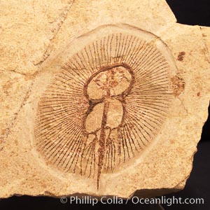 Fossil stingray, Cyclobatis sp., from the early Cretaceous, collected in Hakel, Lebanon., Cyclobatis, natural history stock photograph, photo id 23095