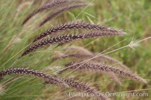 Fountain grass, Pennisetum setaceum, Carlsbad, California