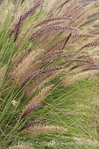 Fountain grass, Pennisetum setaceum, Carlsbad, California