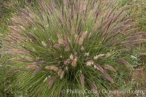 Fountain grass, Pennisetum setaceum, Carlsbad, California