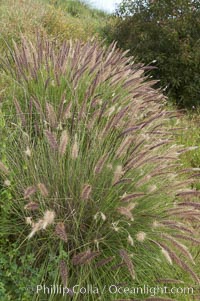 Fountain grass, Pennisetum setaceum, Carlsbad, California