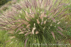 Fountain grass, Pennisetum setaceum, Carlsbad, California