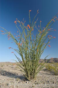 Ocotillo ablaze with springtime flowers. Ocotillo is a dramatic succulent, often confused with cactus, that is common throughout the desert regions of American southwest, Fouquieria splendens, Joshua Tree National Park, California