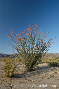 Ocotillo ablaze with springtime flowers. Ocotillo is a dramatic succulent, often confused with cactus, that is common throughout the desert regions of American southwest, Fouquieria splendens, Joshua Tree National Park, California