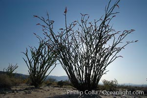 Ocotillo silhouette. Ocotillo is a dramatic succulent, often confused with cactus, that is common throughout the desert regions of American southwest, Fouquieria splendens, Joshua Tree National Park, California
