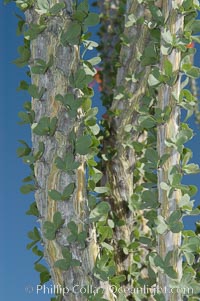 Trunk and leaves of the Ocotillo. Protective thorns are hidden among each small group of leaves. The fresh green leaves are a sign of recent rain, and are shed during months of drought, Fouquieria splendens, Joshua Tree National Park, California