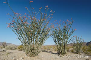Ocotillo ablaze with springtime flowers. Ocotillo is a dramatic succulent, often confused with cactus, that is common throughout the desert regions of American southwest. Joshua Tree National Park, California, USA, Fouquieria splendens, natural history stock photograph, photo id 09178