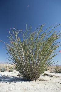 Ocotillo blooms in spring, Fouquieria splendens, Anza-Borrego Desert State Park, Borrego Springs, California