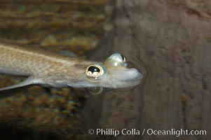 Four-eyed fish, found in the Amazon River delta of South America.  The name four-eyed fish is actually a misnomer.  It has only two eyes, but both are divided into aerial and aquatic parts.  The two retinal regions of each eye, working in concert with two different curvatures of the eyeball above and below water to account for the difference in light refractivity for air and water, allow this amazing fish to see clearly above and below the water surface simultaneously, Anableps anableps